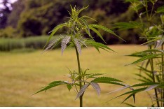 Justiça mantém permissão para cultivo de planta para tratamento